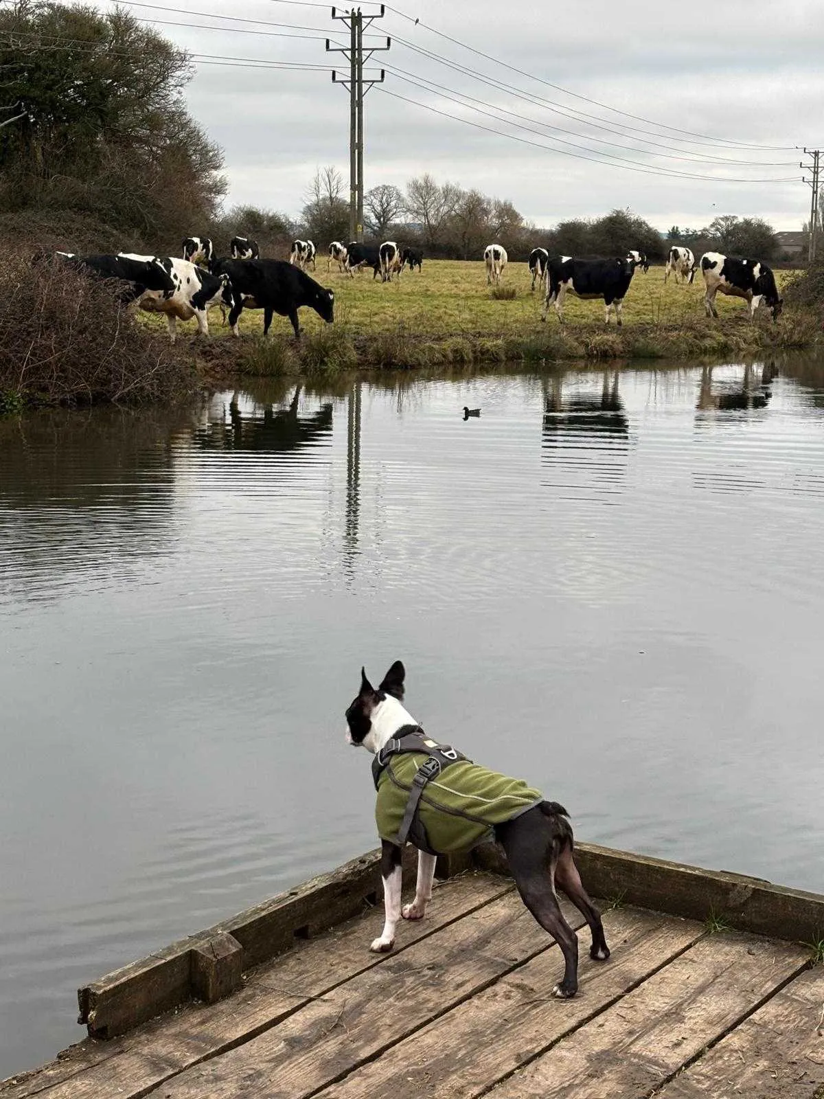 Pablo the Boston Terrier